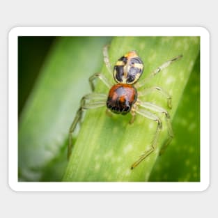 A Flat Abdomen Crab Spider (Camaricus maugei) Sticker